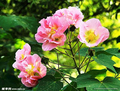 芙蓉是什麼花|芙蓉